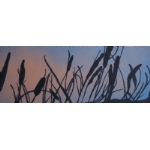 Reeds at Sunset